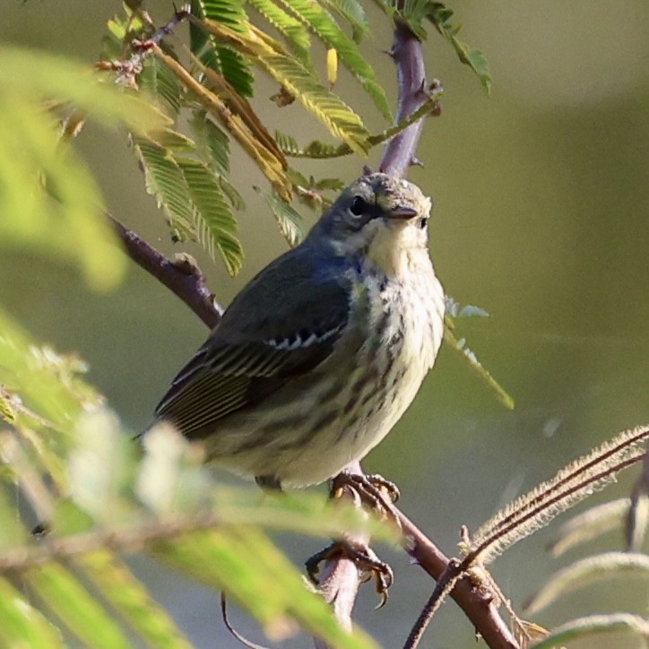 Cape May Warbler - ML615396863