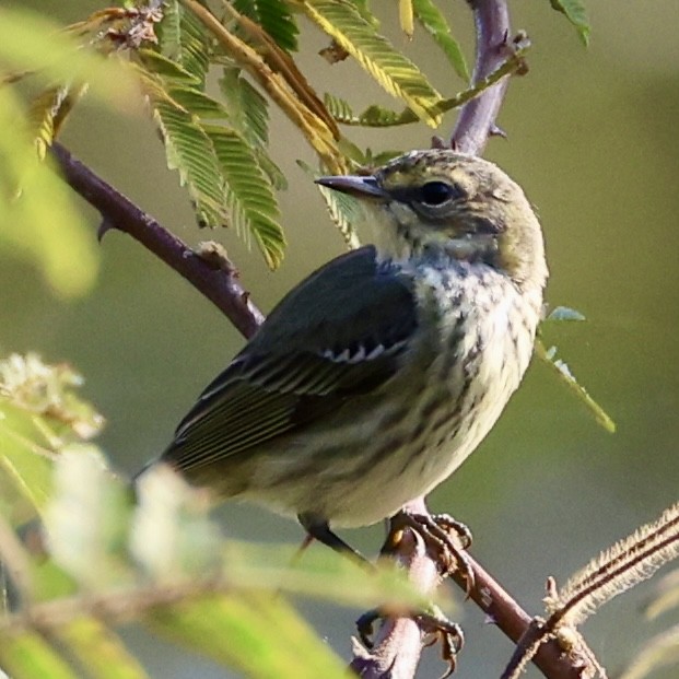 Cape May Warbler - ML615396864
