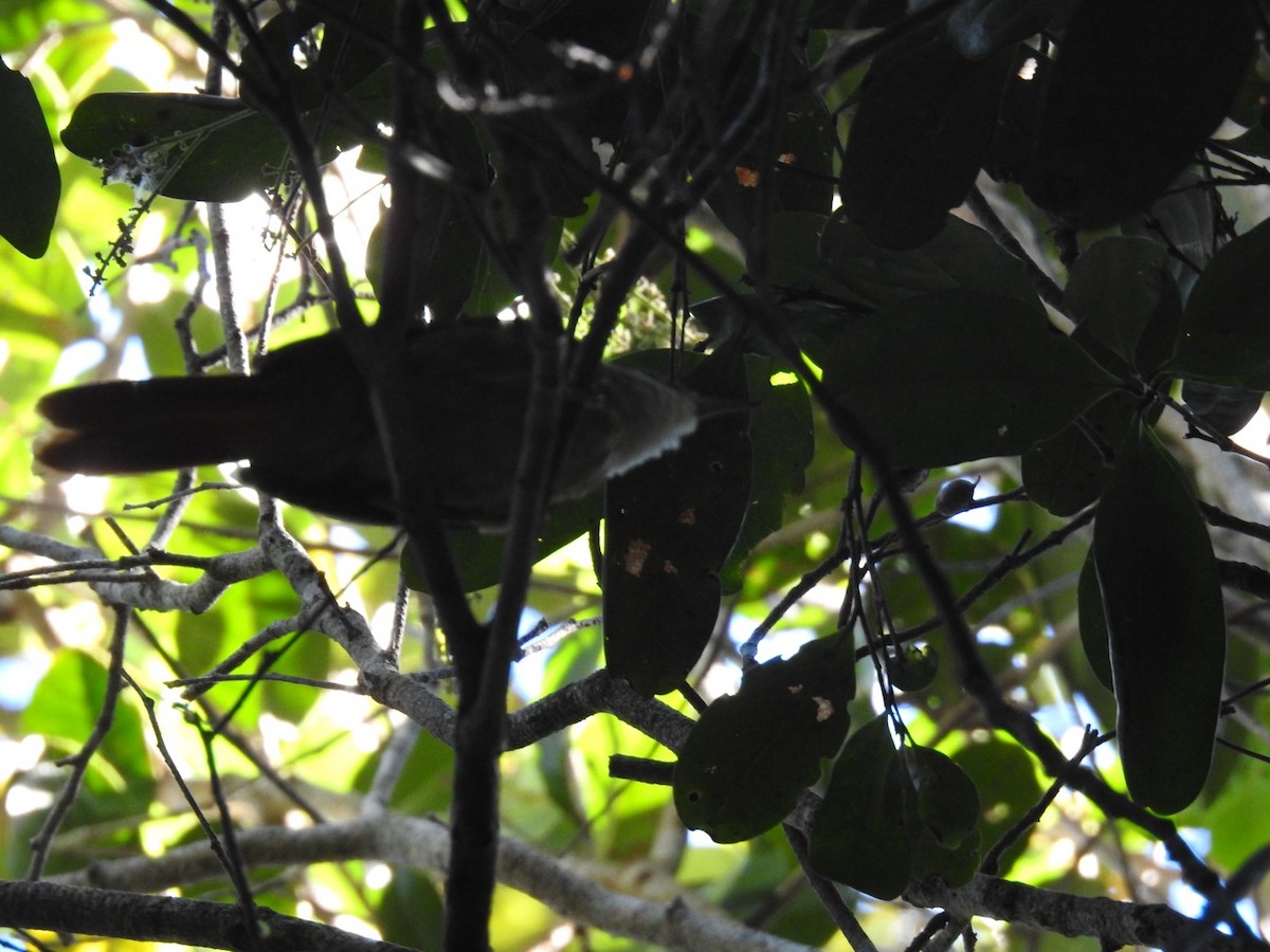 Pernambuco Foliage-gleaner - Nick Odio