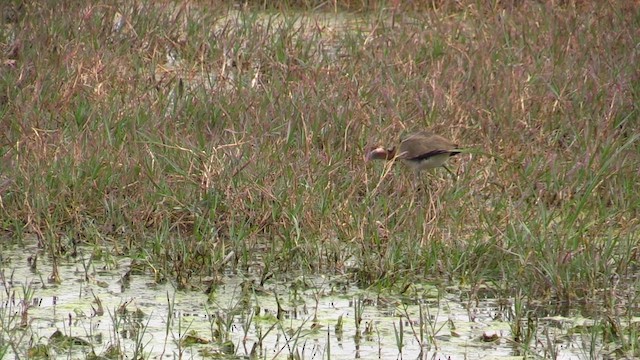 Pheasant-tailed Jacana - ML615396941