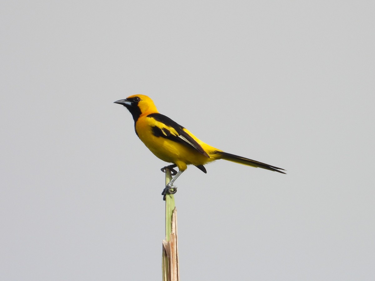 Yellow-tailed Oriole - ML615396964