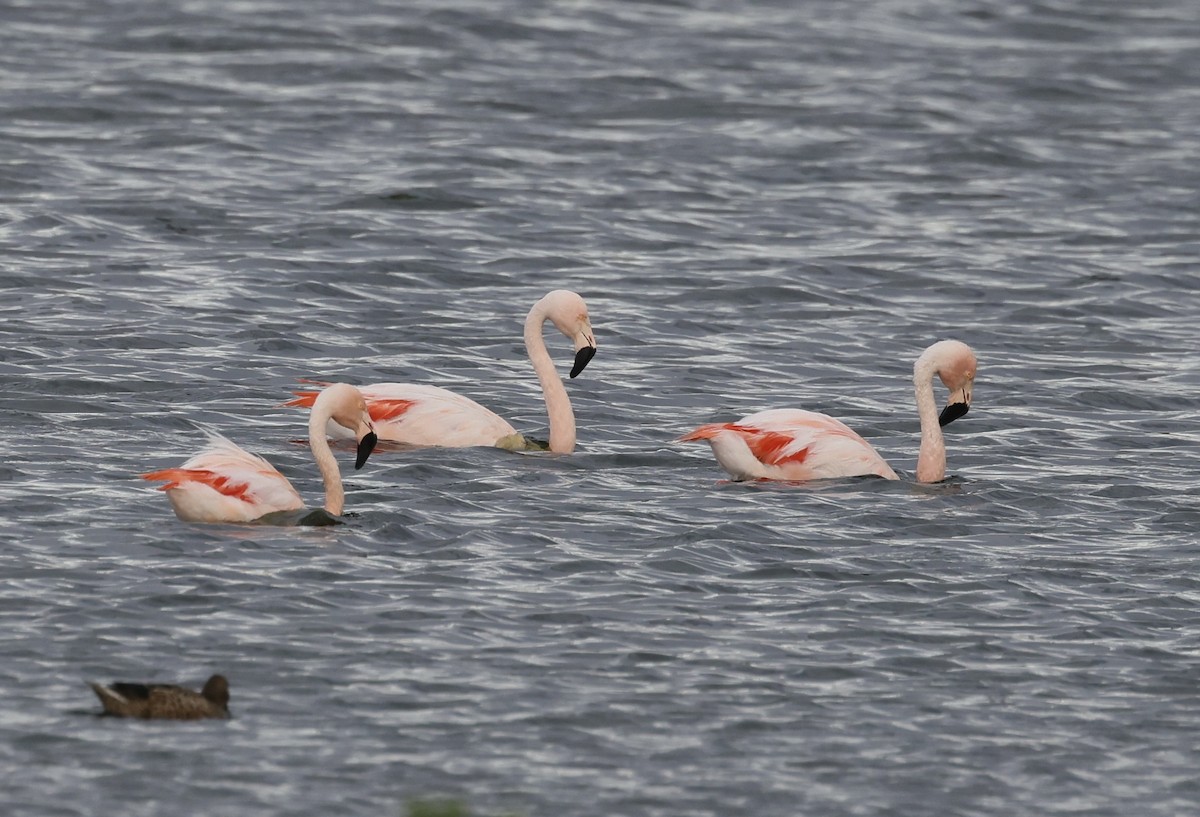 Chilean Flamingo - ML615397082