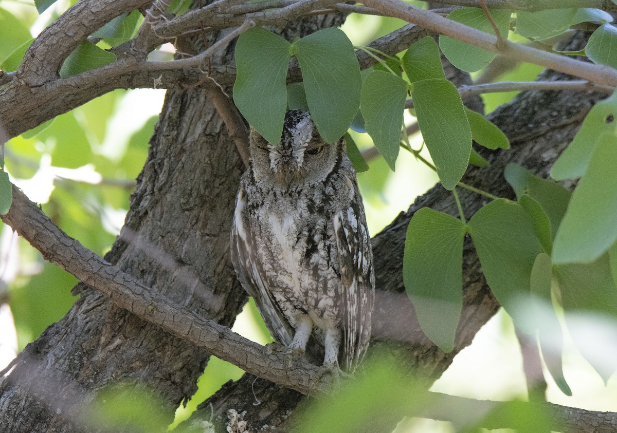 African Scops-Owl (African) - ML615397116
