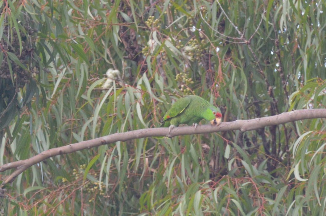 Lilac-crowned Parrot - ML615397166