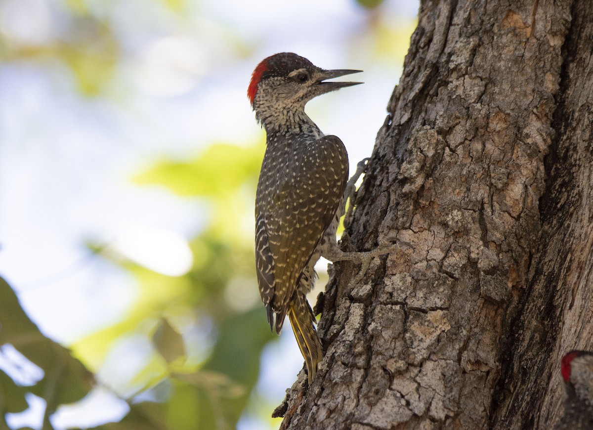 Golden-tailed Woodpecker (Golden-tailed) - ML615397167