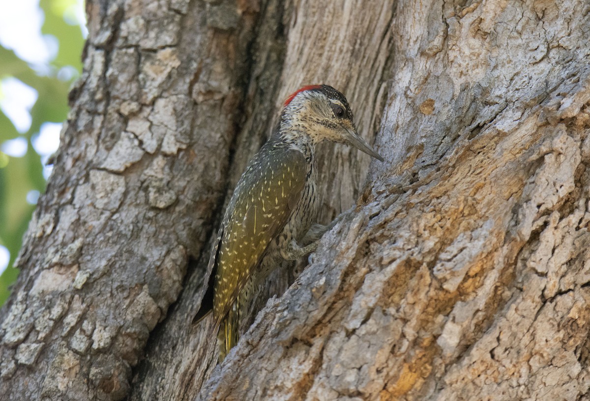 Golden-tailed Woodpecker (Golden-tailed) - ML615397168