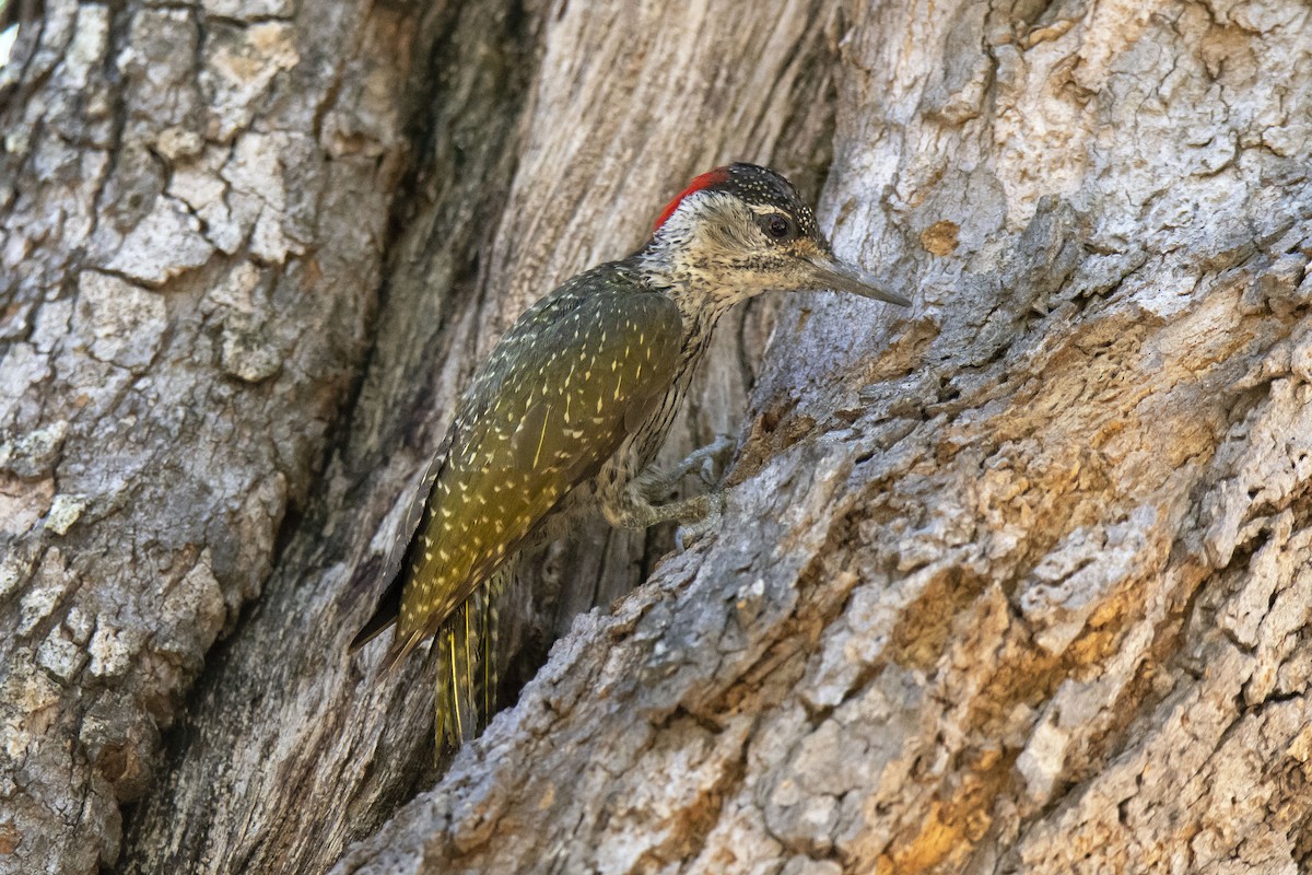 Golden-tailed Woodpecker (Golden-tailed) - ML615397169