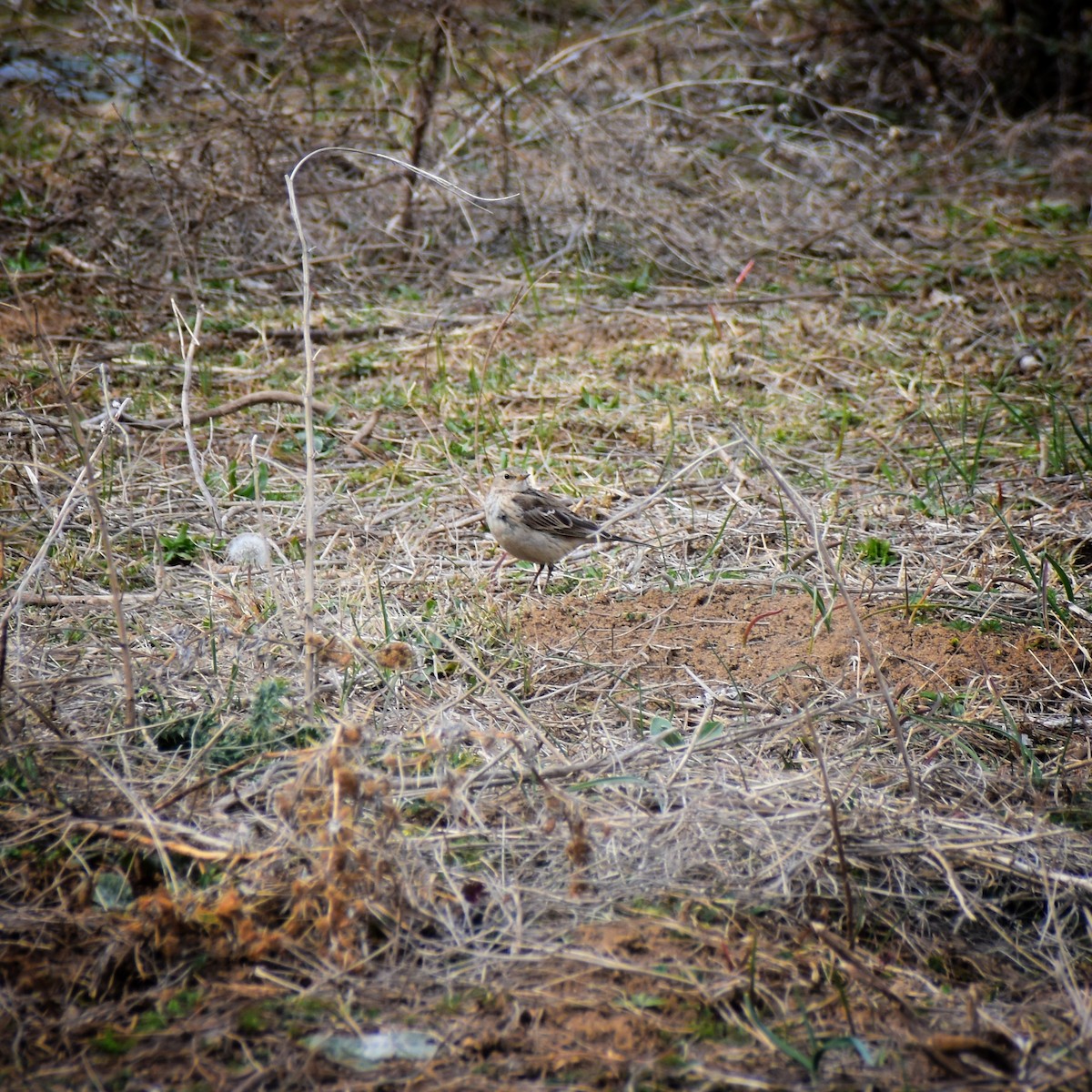 Water Pipit - ML615397189