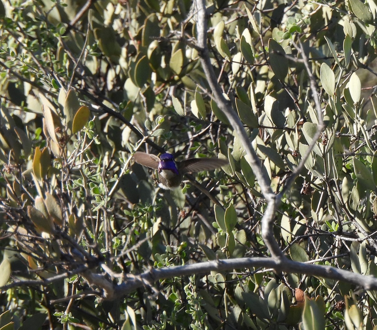 Costa's Hummingbird - ML615397396