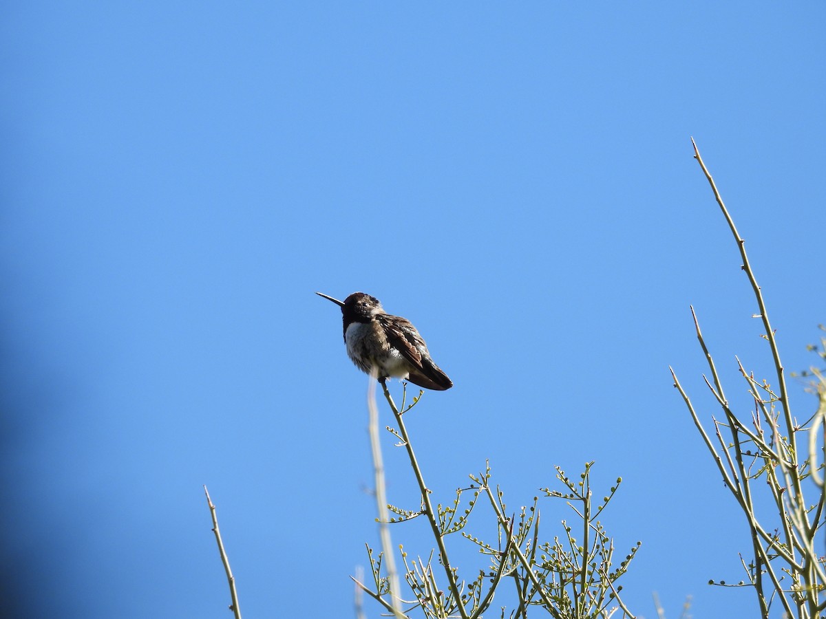 Costa's Hummingbird - ML615397407