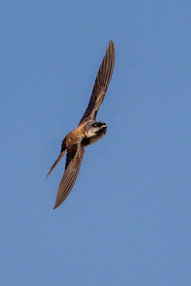 Black-capped Swallow - ML615397432