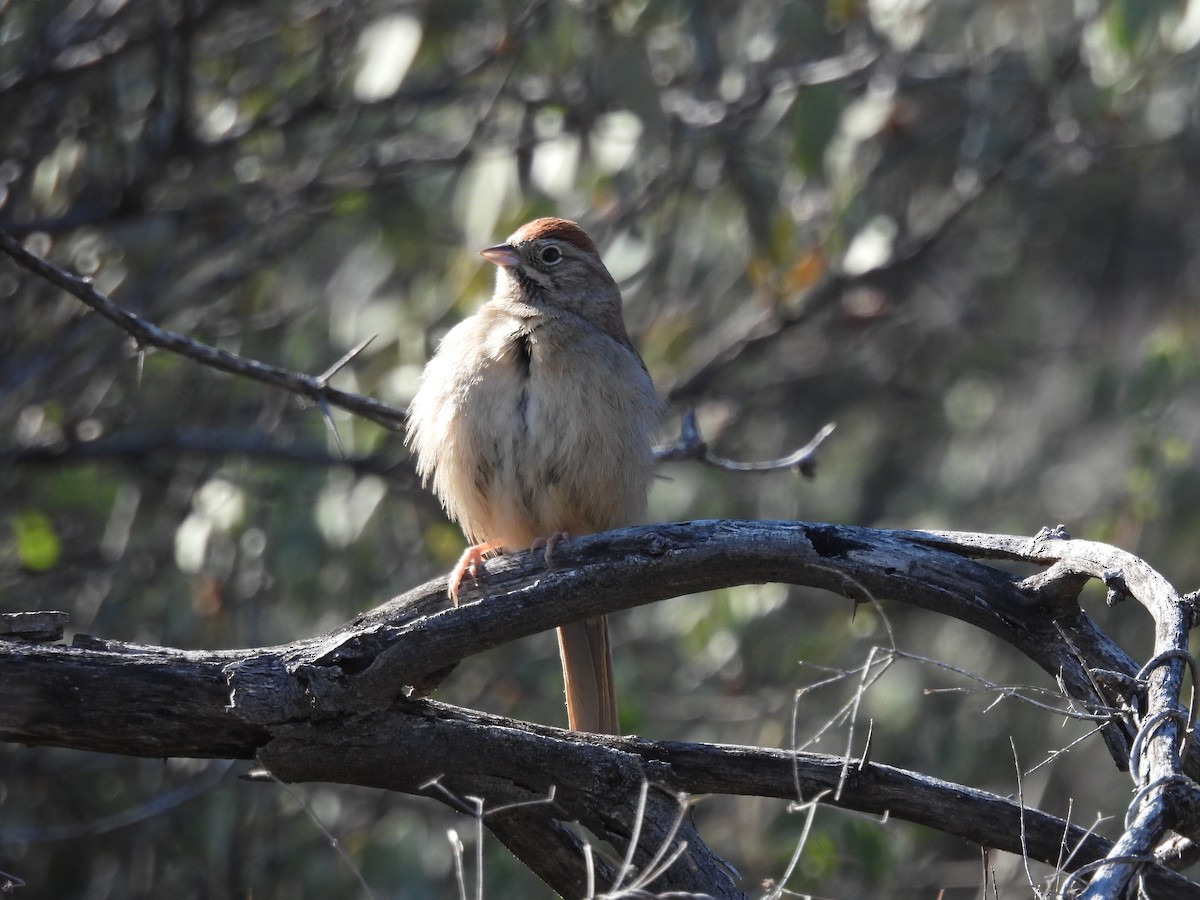 Rufous-crowned Sparrow - Lara Fitzpatrick