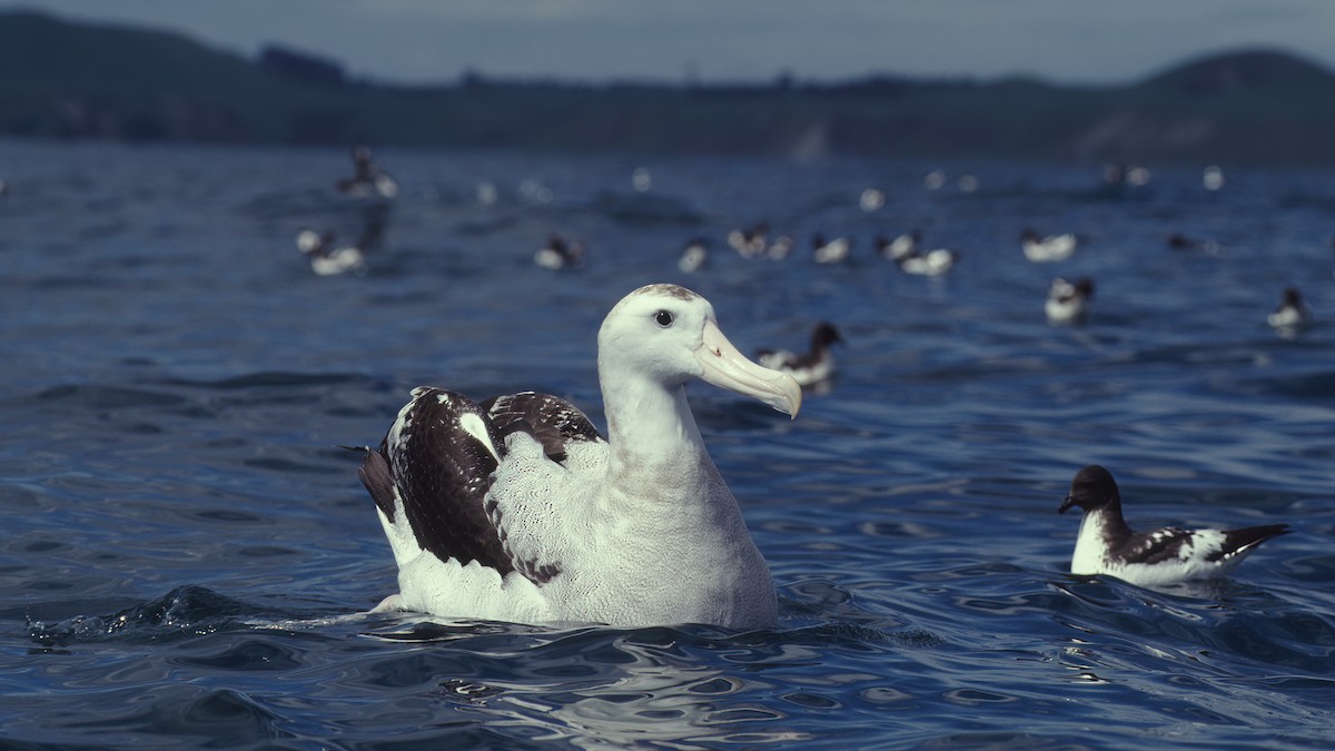 Antipodean Albatross (New Zealand) - ML615397544