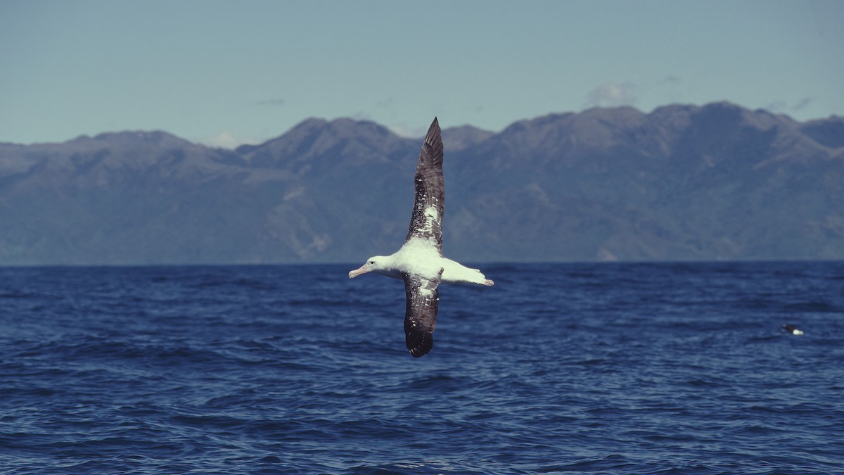Antipodean Albatross (New Zealand) - ML615397545
