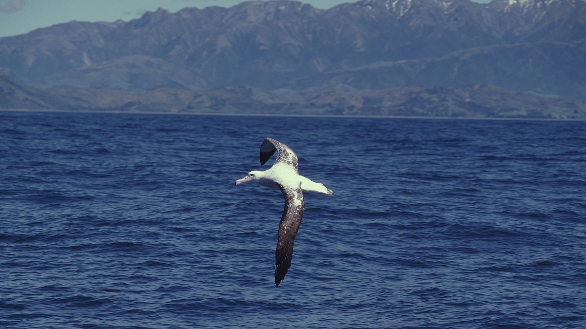 Antipodean Albatross (New Zealand) - ML615397546
