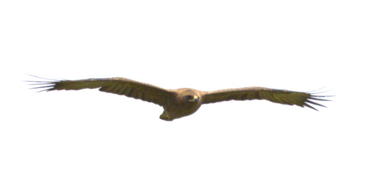 Tawny Eagle - ML615397548