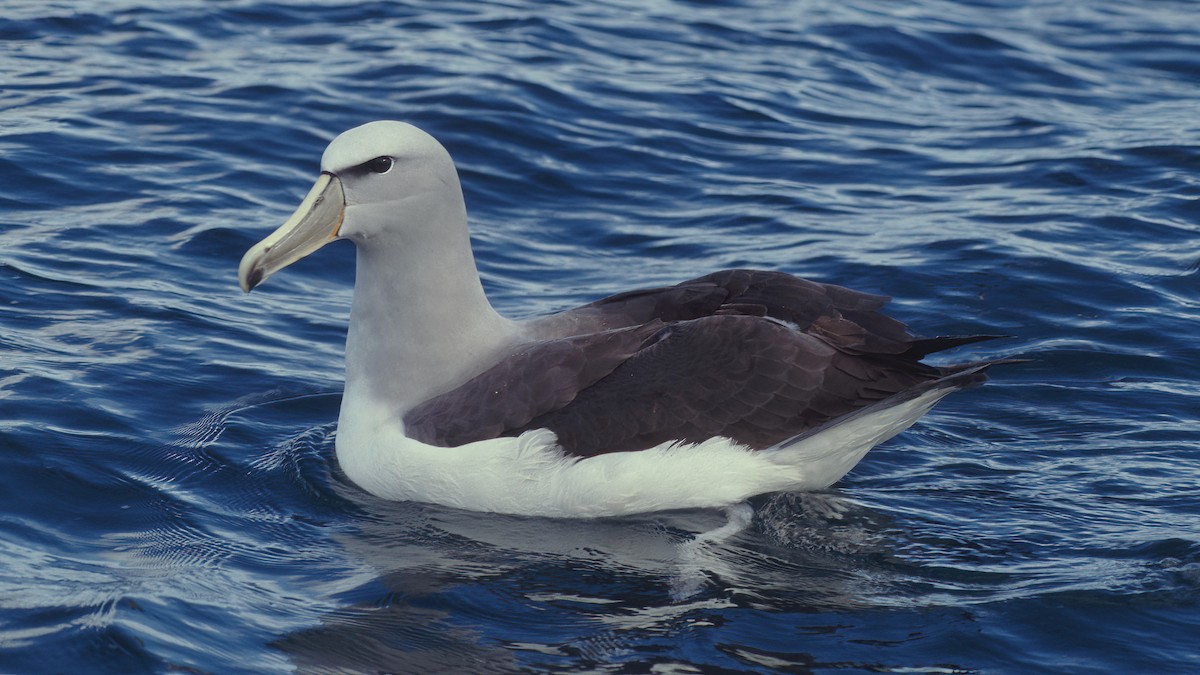 Salvin's Albatross - ML615397603
