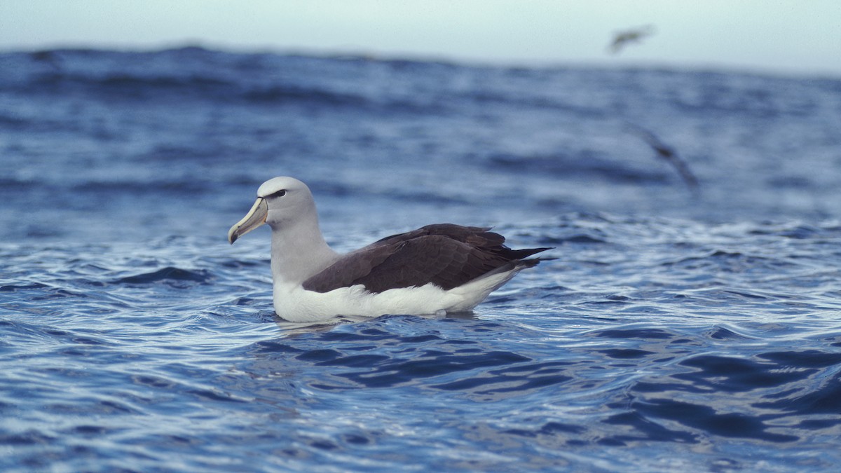 Salvin's Albatross - ML615397604