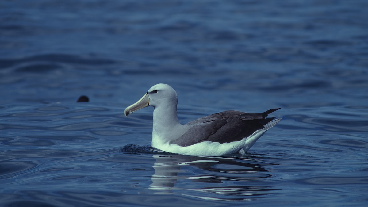 Salvin's Albatross - ML615397605