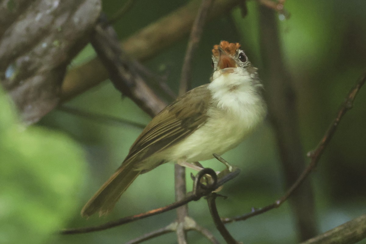 Scaly-crowned Babbler - ML615397613
