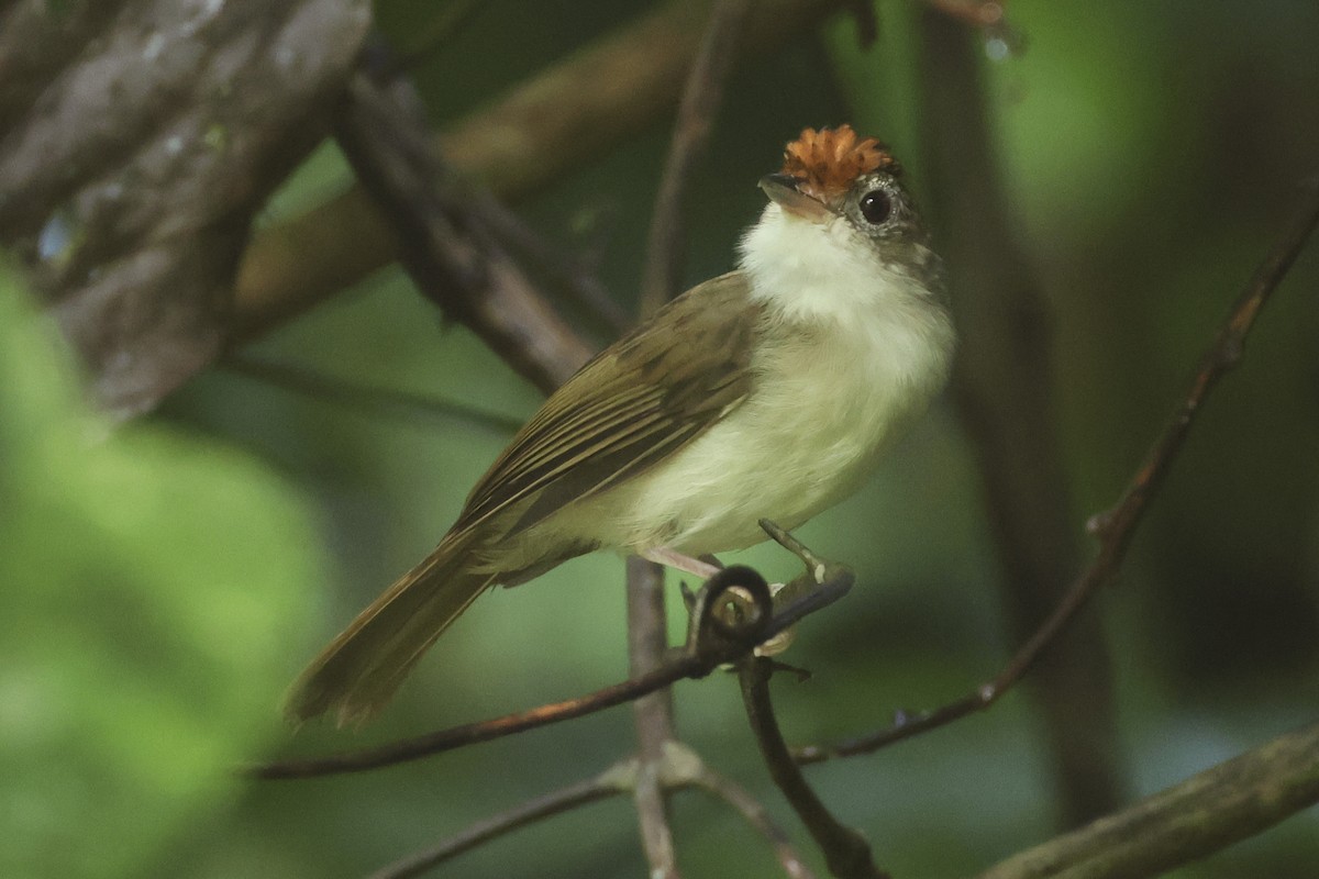 Scaly-crowned Babbler - ML615397614