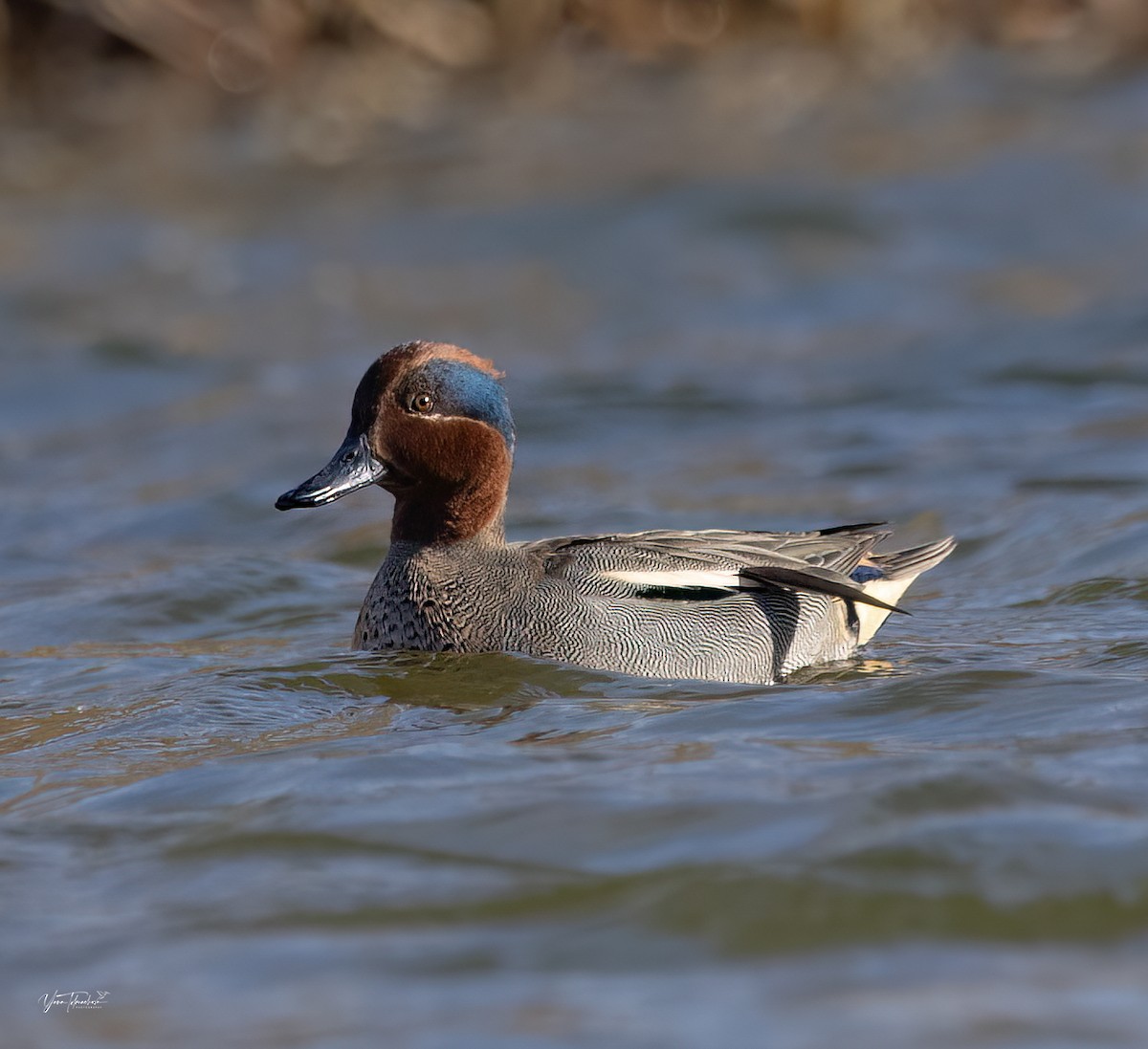 Green-winged Teal - ML615397748