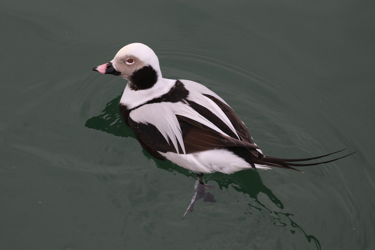 Long-tailed Duck - Alvan Buckley