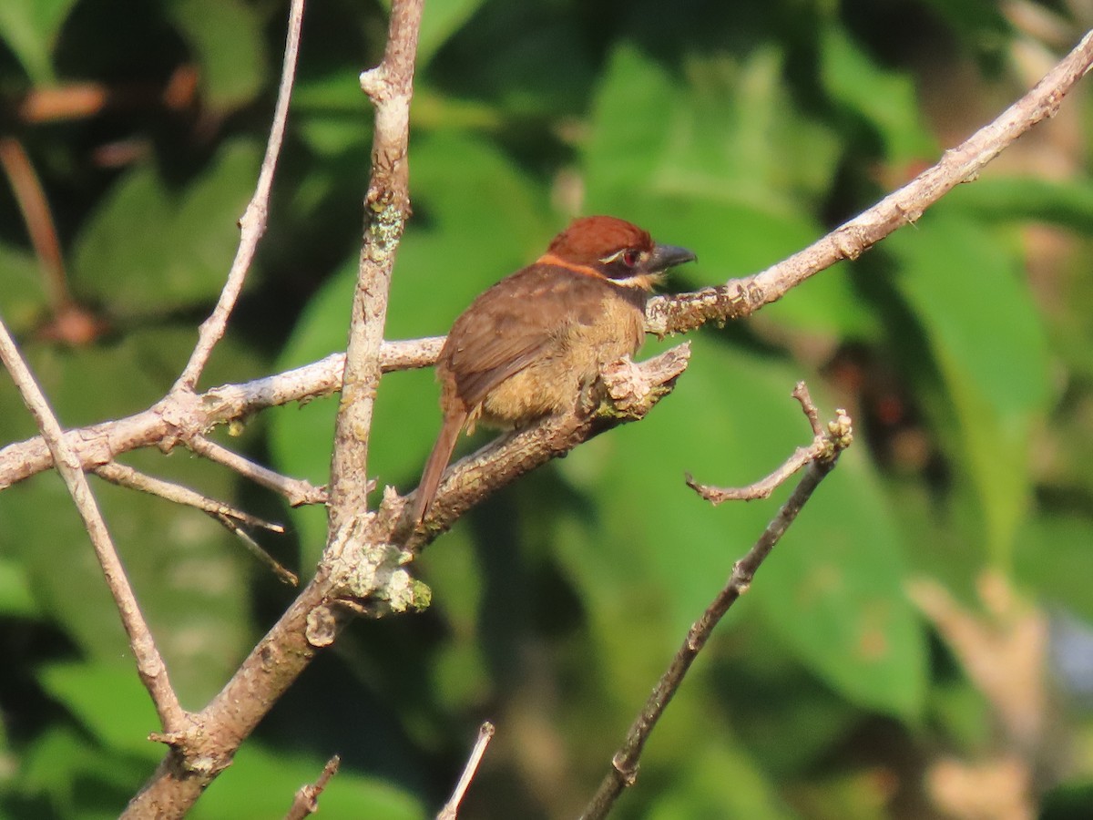 Chestnut-capped Puffbird - Jose Martinez De Valdenebro