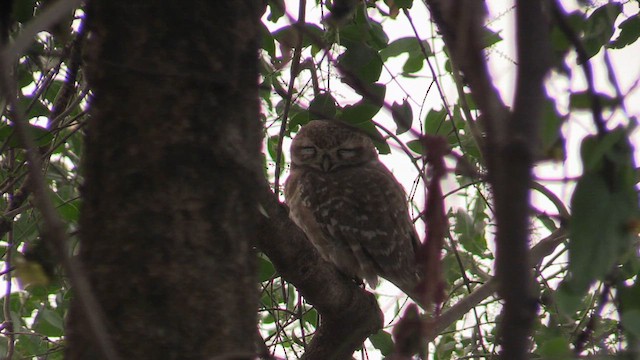 Spotted Owlet - ML615398125