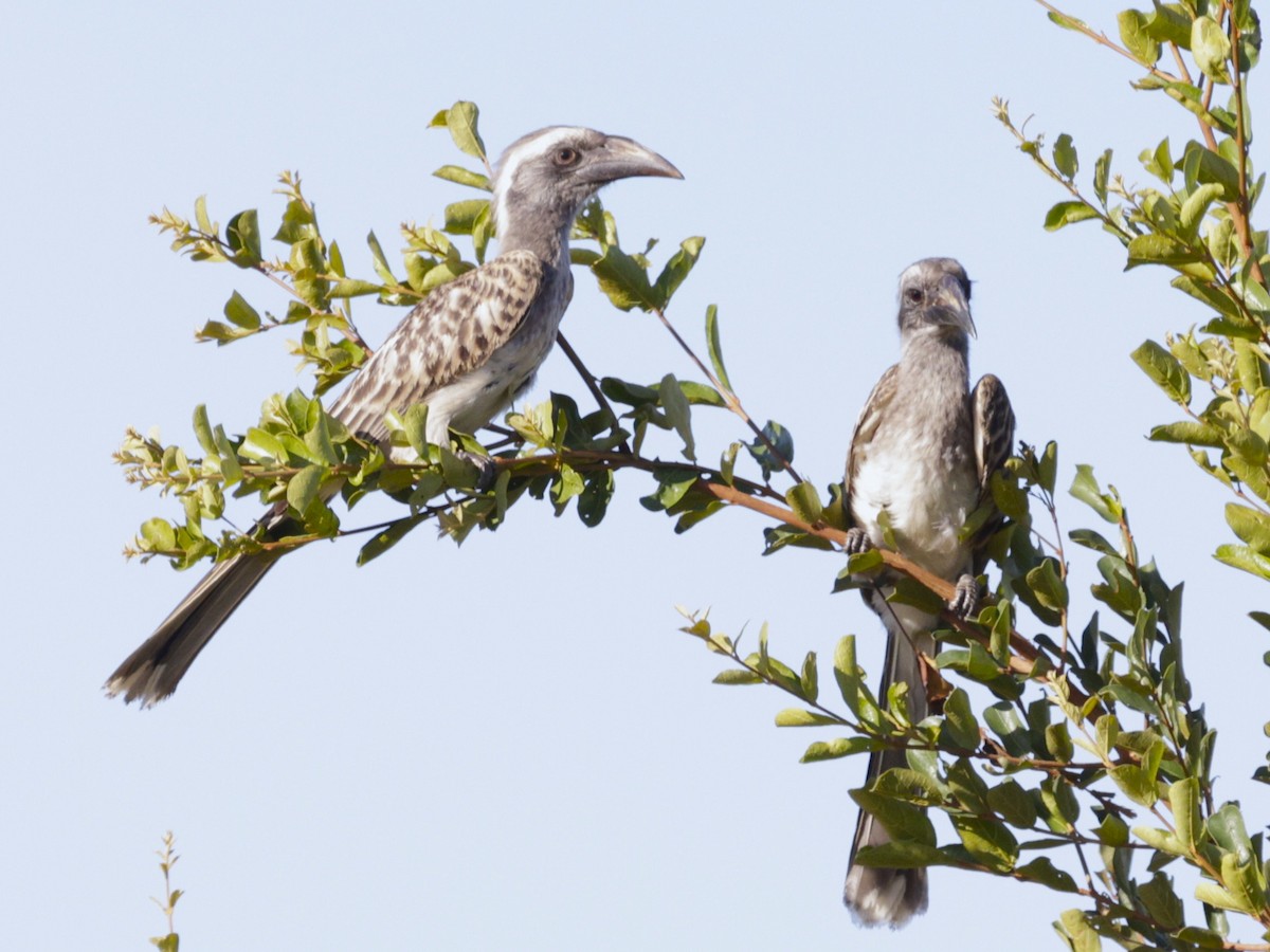 African Gray Hornbill - ML615398717