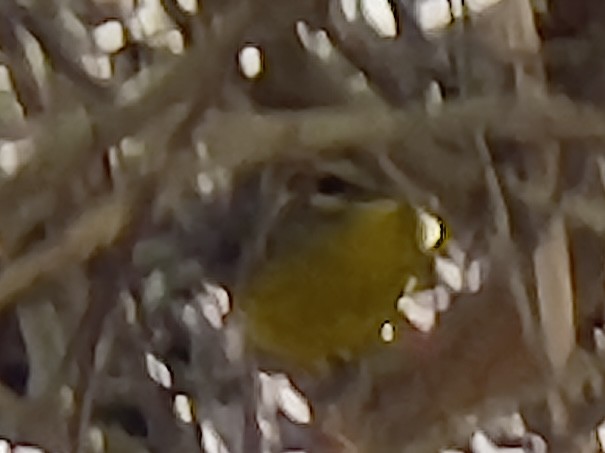 Golden-crowned Warbler - ML615398834