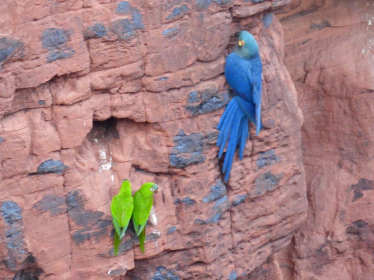 Blue-crowned Parakeet (Blue-crowned) - ML615398870