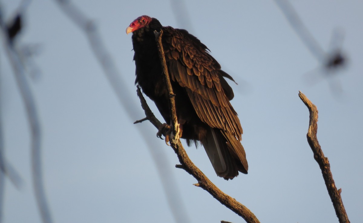Turkey Vulture - Bruce Deuel