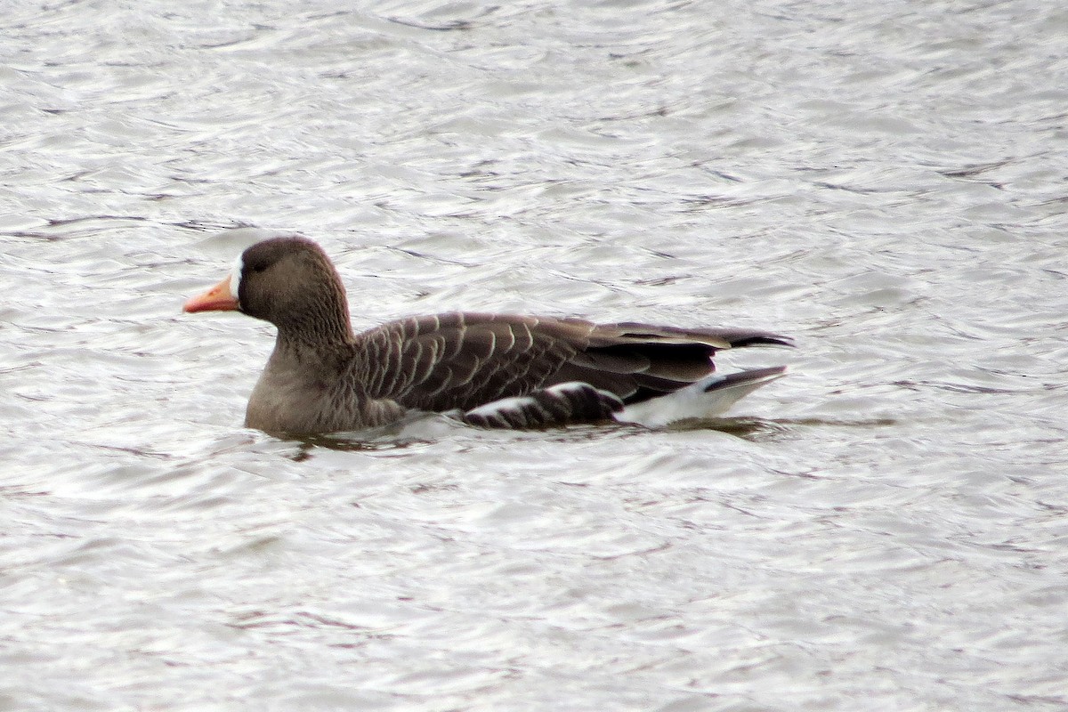 Greater White-fronted Goose (Greenland) - ML615399062