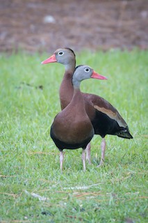 Black-bellied Whistling-Duck, ML61539911