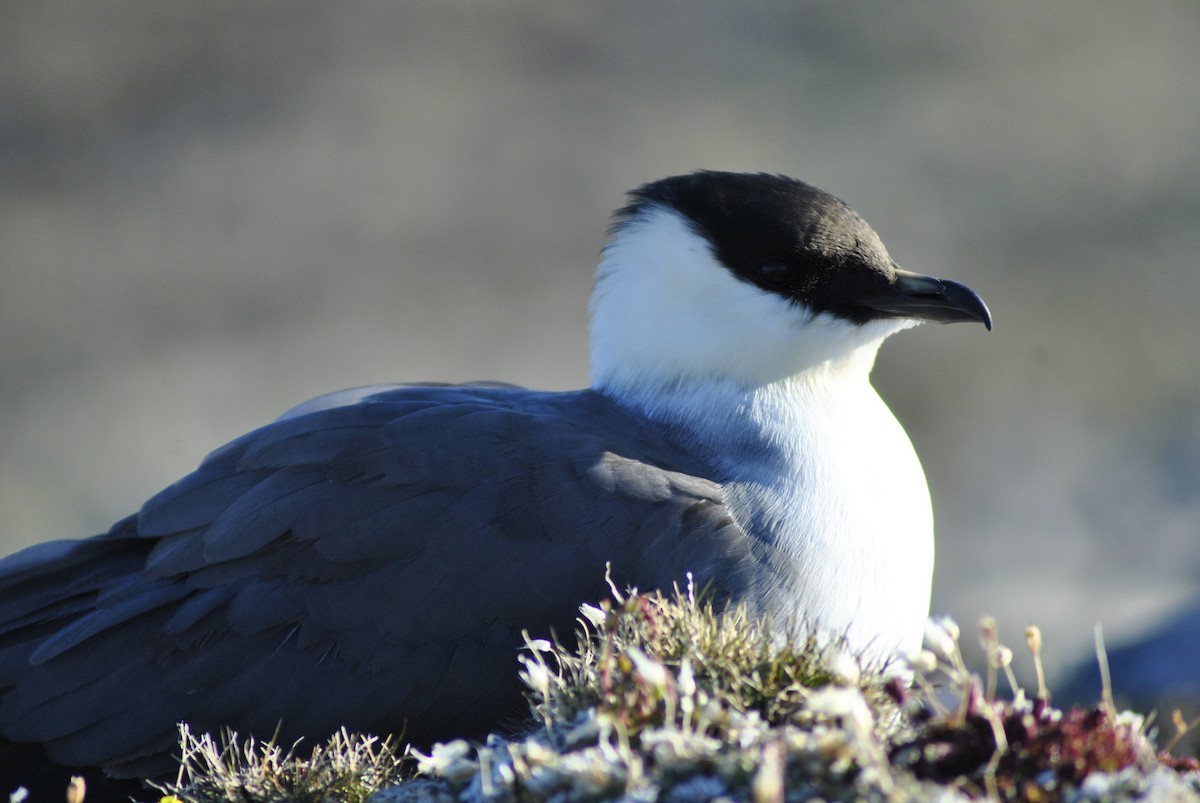 Long-tailed Jaeger - ML615399307
