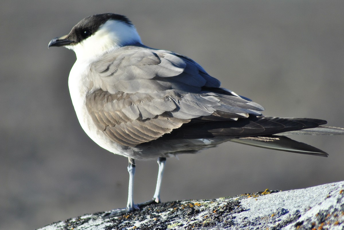 Long-tailed Jaeger - Arianne Reda