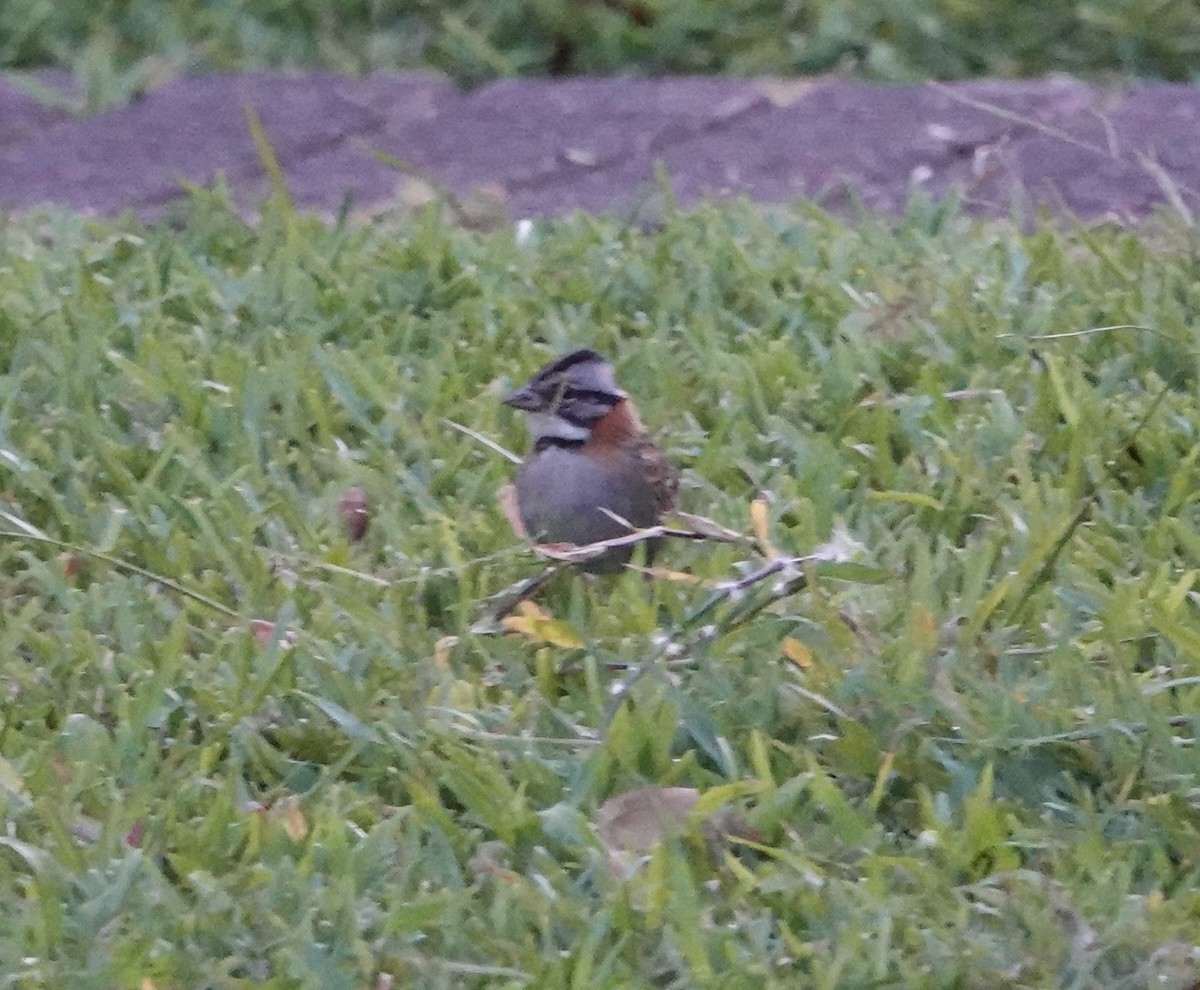Rufous-collared Sparrow - ML615399531
