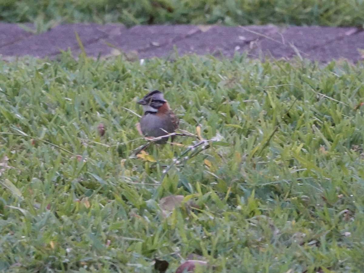 Rufous-collared Sparrow - ML615399532