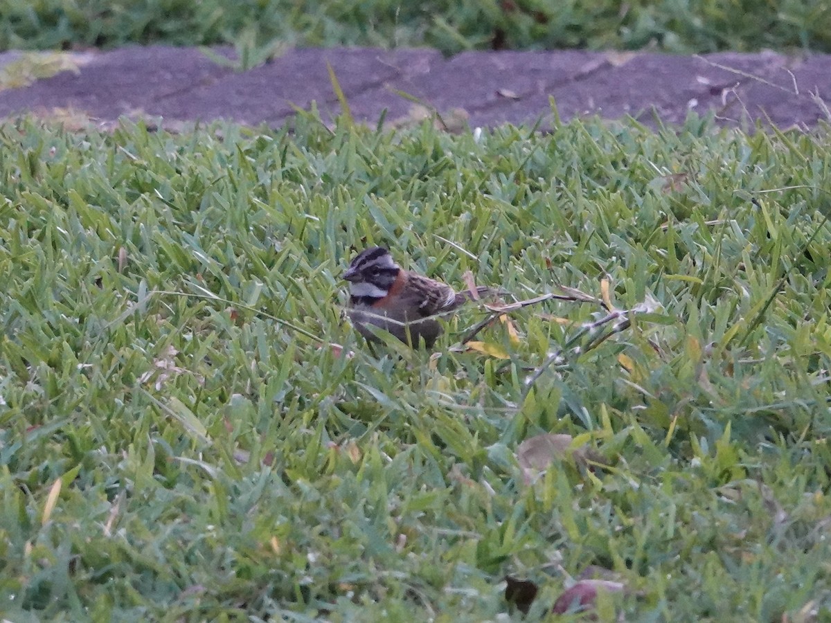 Rufous-collared Sparrow - ML615399533