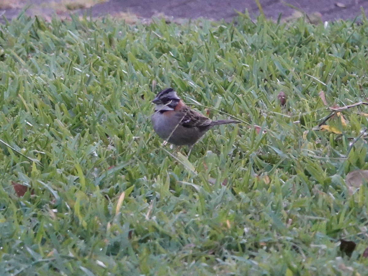 Rufous-collared Sparrow - ML615399534