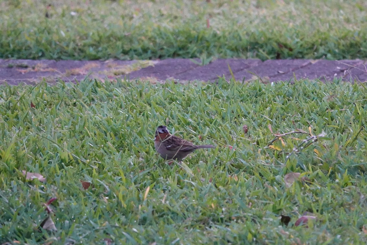 Rufous-collared Sparrow - ML615399535