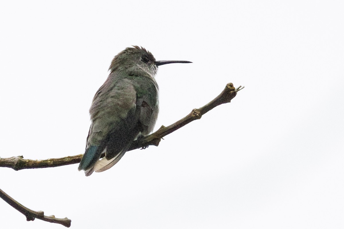 Olive-spotted Hummingbird - ML615399545