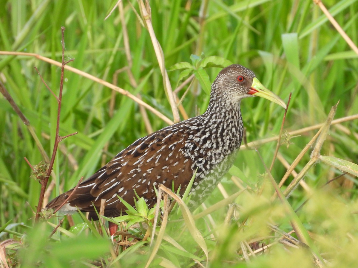 Spotted Rail - ML615399607