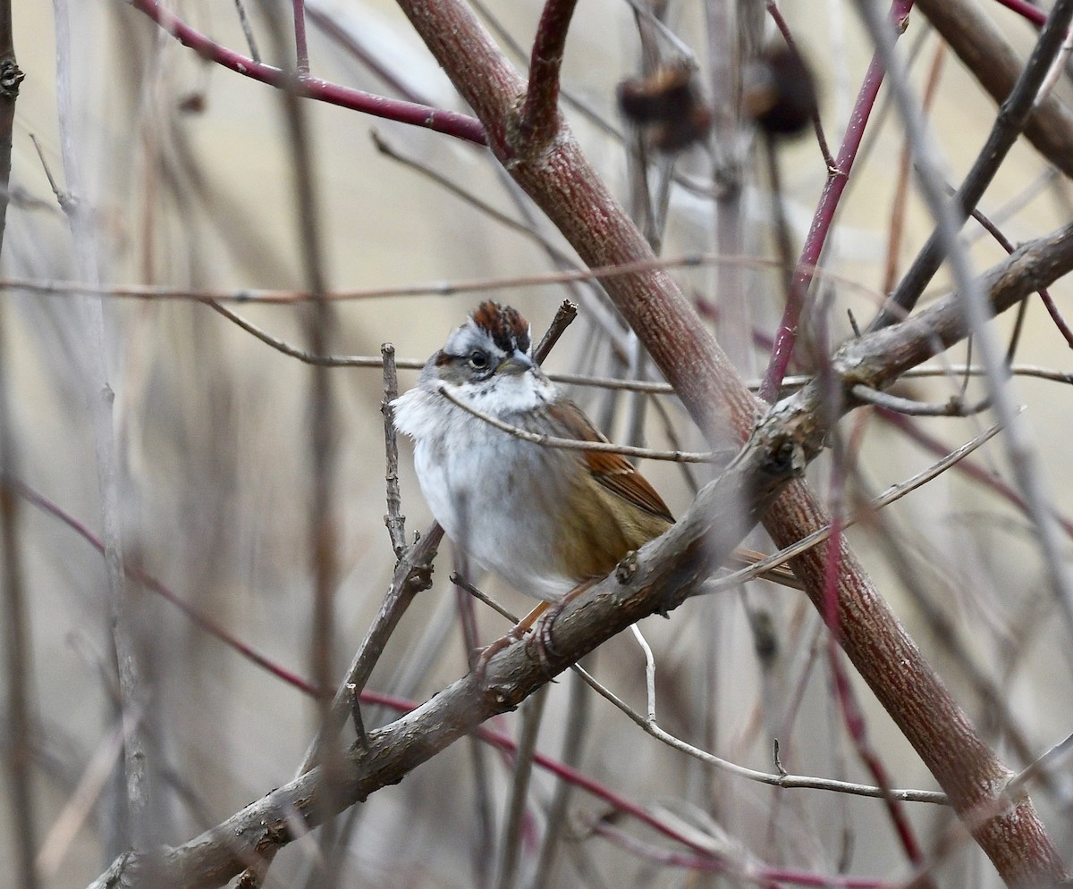 Swamp Sparrow - ML615399679