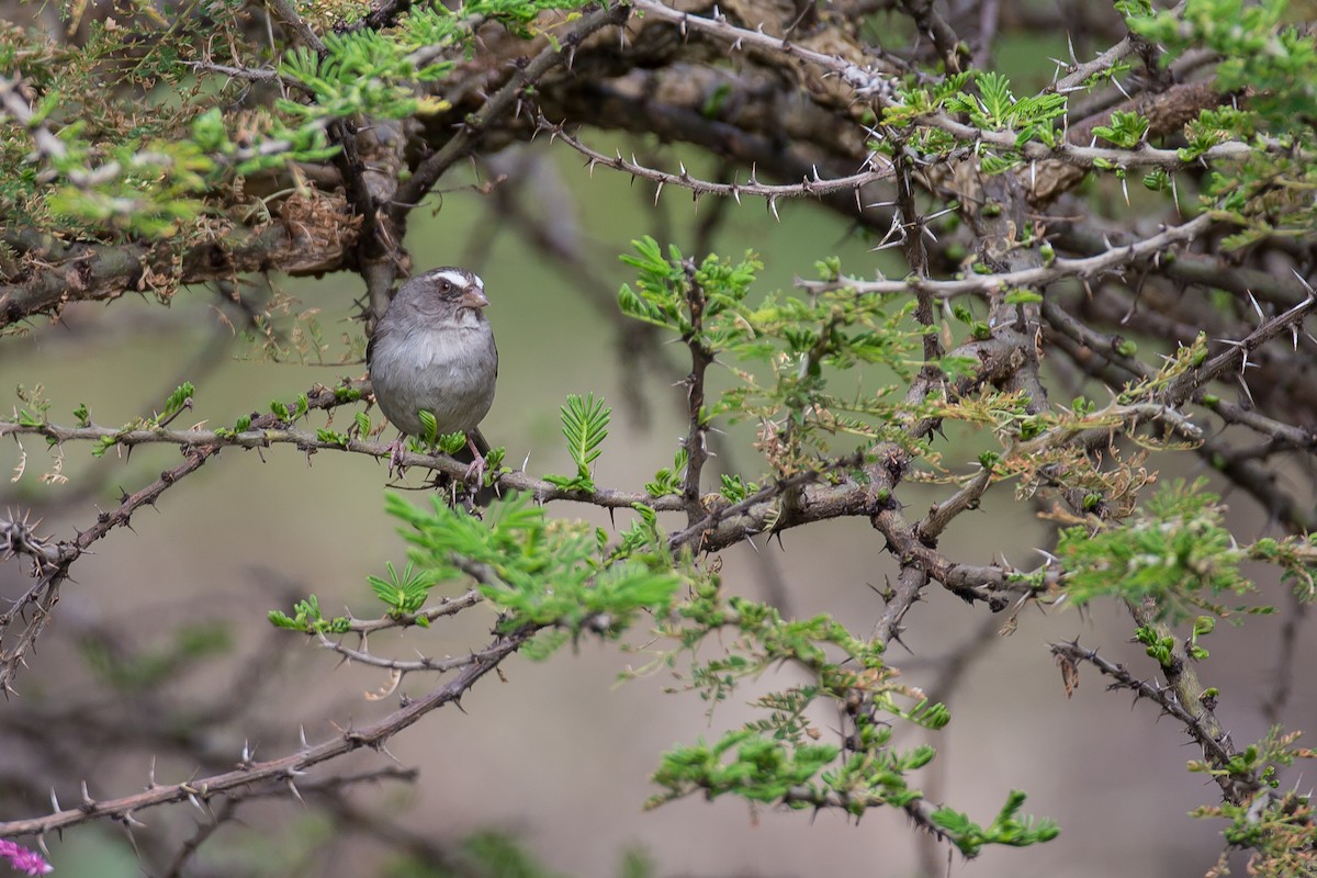Brown-rumped Seedeater - Anonymous