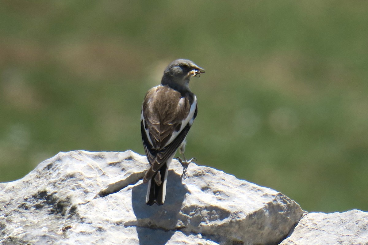 White-winged Snowfinch - ML615399941