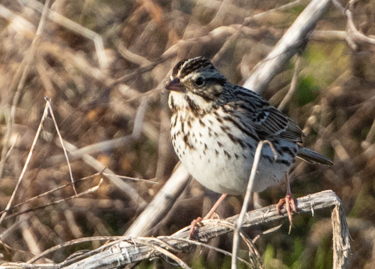 Savannah Sparrow - ML615400079