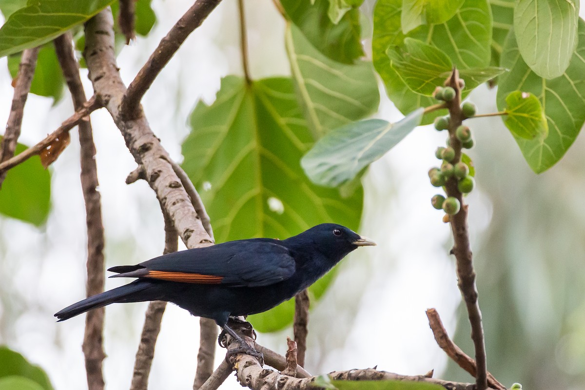 White-billed Starling - Anonymous