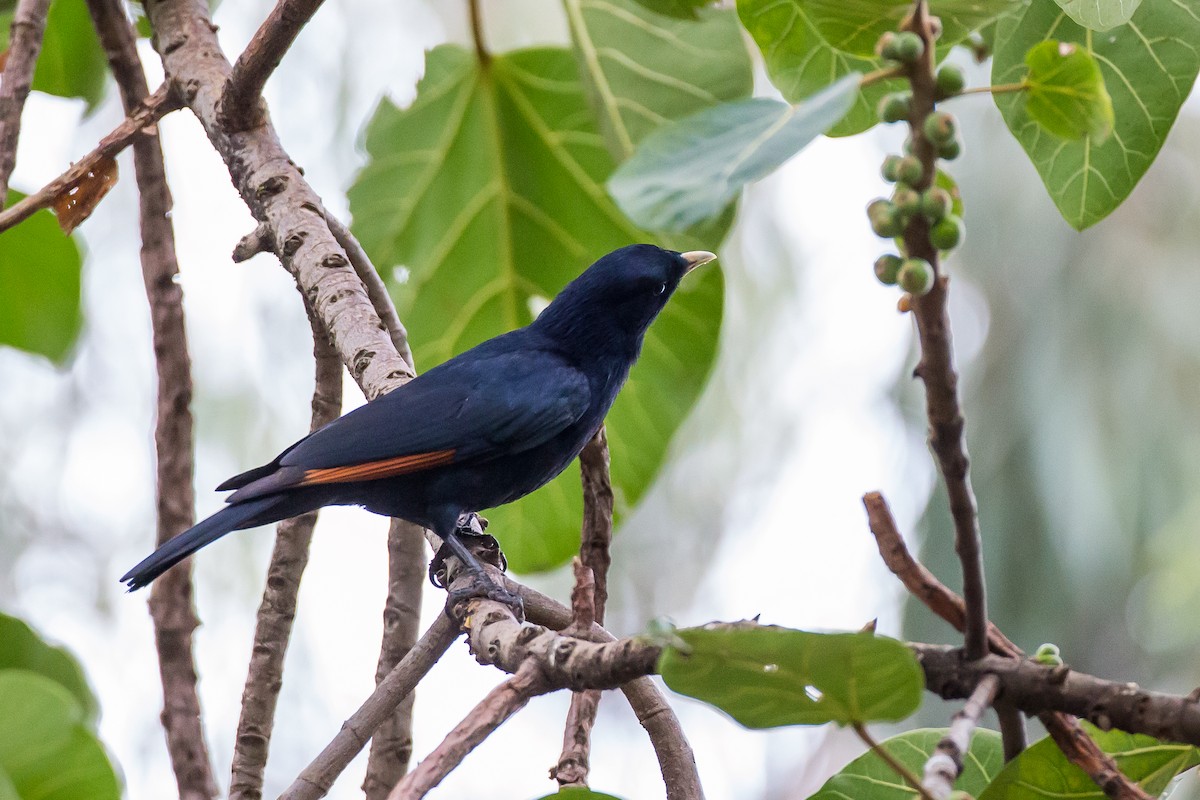 White-billed Starling - Anonymous